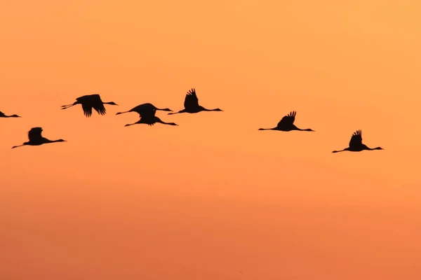 Silhouettes Cranes Grus Grus Sunset Baltic Sea Németország — Stock Fotó