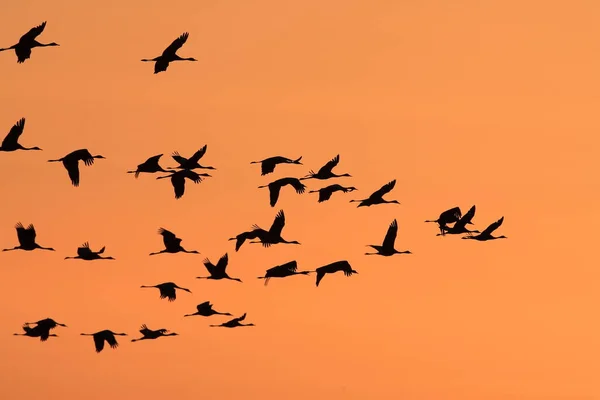 Silhouettes Cranes Grus Grus Sunset Baltic Sea Németország — Stock Fotó