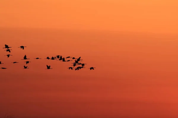 Silhuetas Guindastes Grus Grus Sunset Mar Báltico Alemanha — Fotografia de Stock