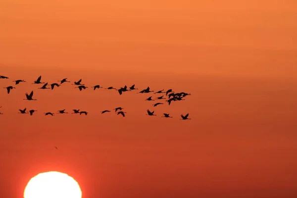 Silhouetten Von Kranichen Grus Grus Bei Sonnenuntergang Ostsee Deutschland — Stockfoto