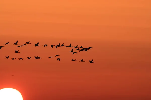 Silhouettes Cranes Grus Grus Στο Sunset Βαλτική Θάλασσα Γερμανία — Φωτογραφία Αρχείου