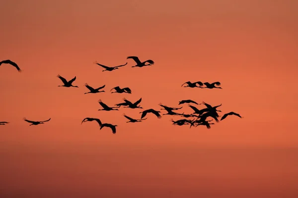 Silhuetas Guindastes Grus Grus Sunset Mar Báltico Alemanha — Fotografia de Stock