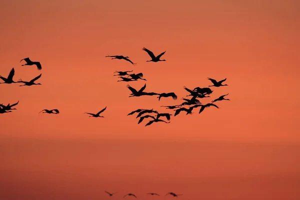 Silhuetas Guindastes Grus Grus Sunset Mar Báltico Alemanha — Fotografia de Stock