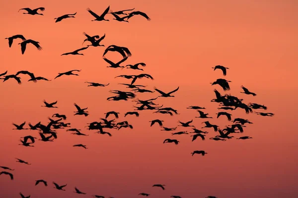 Siluetas Grúas Grus Grus Atardecer Mar Báltico Alemania — Foto de Stock