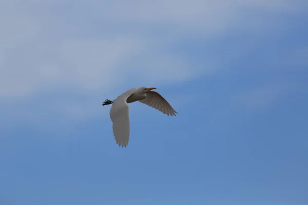 Hodowla Bydła Bubulcus Ibis Nowy Meksyk Bosque Del Apache National — Zdjęcie stockowe