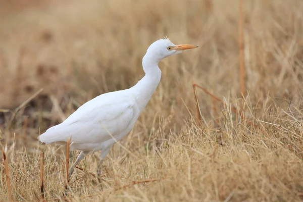 Bovinocultura Bubulcus Ibis Novo México Bosque Del Apache National Wildlife — Fotografia de Stock