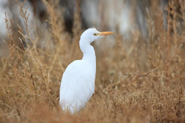 Kuhreiher Bubulcus Ibis New Mexico Bosque Del Apache National Wildlife — Stockfoto