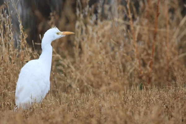 Kuhreiher Bubulcus Ibis New Mexico Bosque Del Apache National Wildlife — Stockfoto