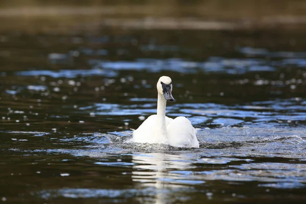 Cigno Trombettista Cygnus Buccinator — Foto Stock