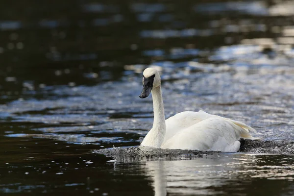 Cisne Trompetista Cygnus Buccinator — Fotografia de Stock