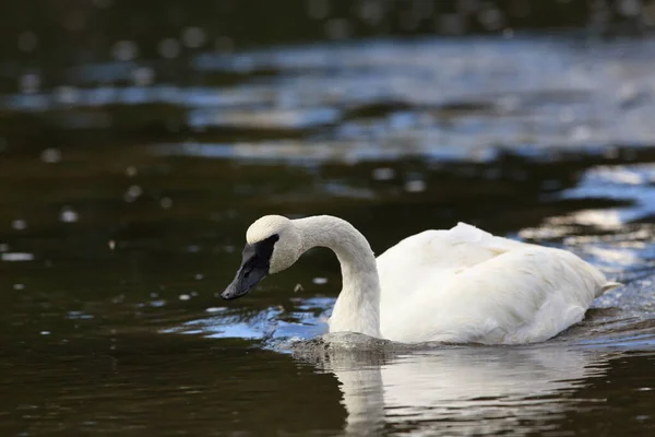 Cygne Trompette Cygnus Buccinator — Photo