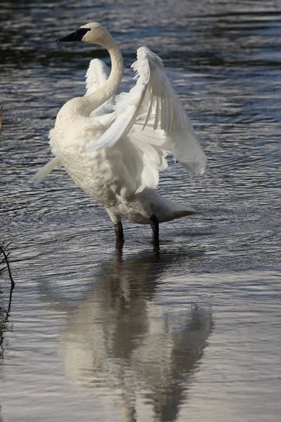 Trompeterschwan Cygnus Buccinator — Stockfoto