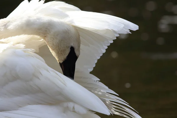 Cisne Trompetista Cygnus Buccinator —  Fotos de Stock