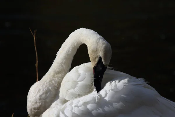 Trumpetistická Labuť Cygnus Buccinator — Stock fotografie