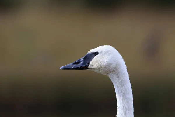 Cisne Trompetista Cygnus Buccinator — Fotografia de Stock