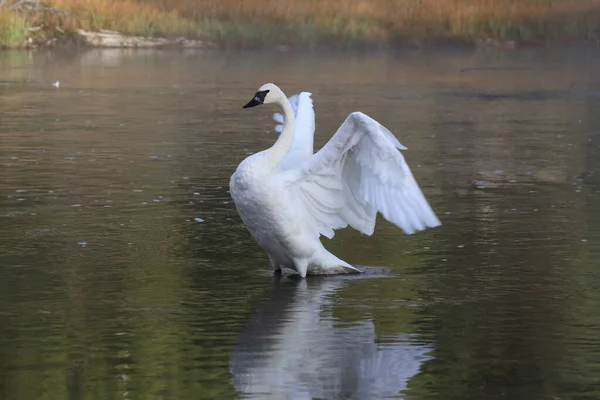 Cisne Trompetista Cygnus Buccinator — Fotografia de Stock