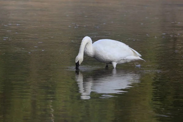 Cisne Trompetista Cygnus Buccinator — Fotografia de Stock