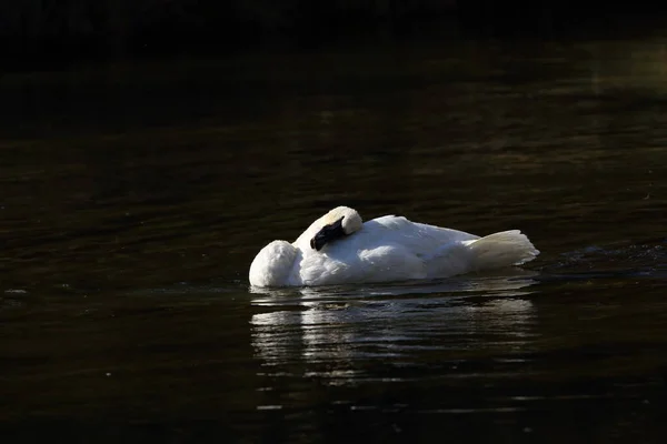 Cigno Trombettista Cygnus Buccinator — Foto Stock