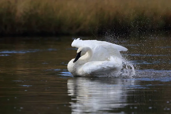 Trumpetarsvan Cygnus Buccinator — Stockfoto