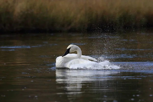 Cygne Trompette Cygnus Buccinator — Photo