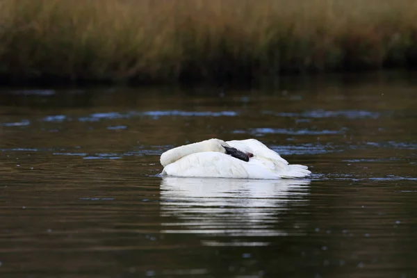 Cisne Trompetista Cygnus Buccinator —  Fotos de Stock