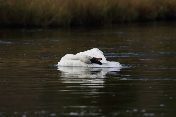 Cisne Trompetista Cygnus Buccinator —  Fotos de Stock