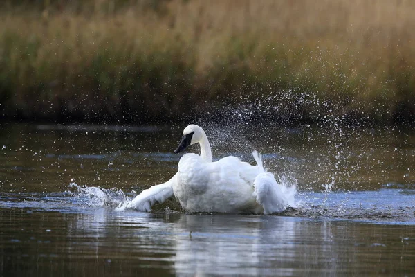 Трумпетер Сван Cygnus Buccinator — стоковое фото