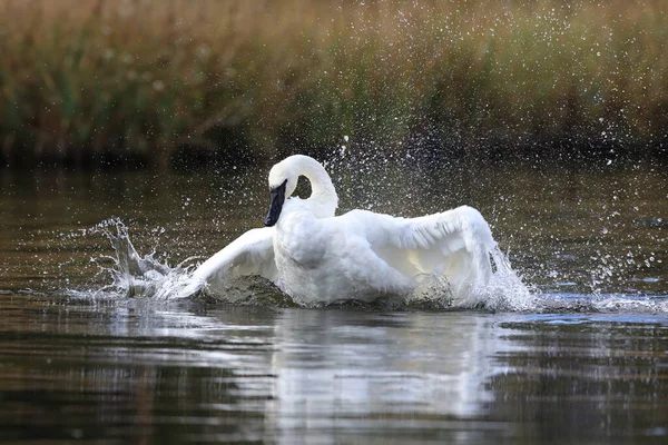 Trumpetarsvan Cygnus Buccinator — Stockfoto