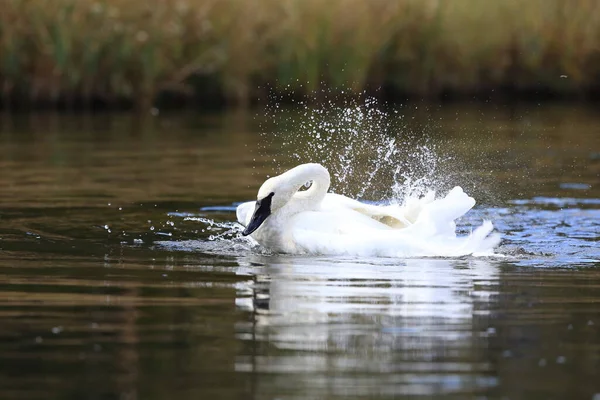 Trumpetarsvan Cygnus Buccinator — Stockfoto