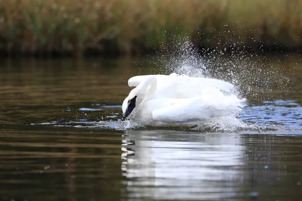 Cygne Trompette Cygnus Buccinator — Photo