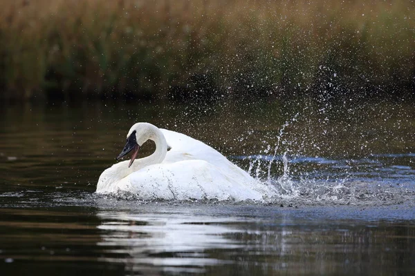 Cigno Trombettista Cygnus Buccinator — Foto Stock