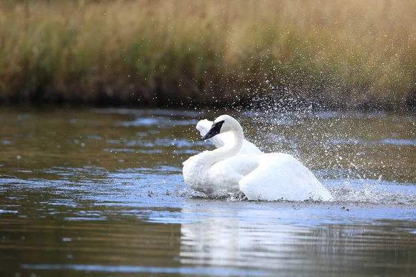 Cygne Trompette Cygnus Buccinator — Photo