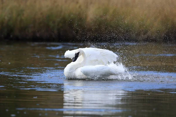 Трумпетер Сван Cygnus Buccinator — стоковое фото