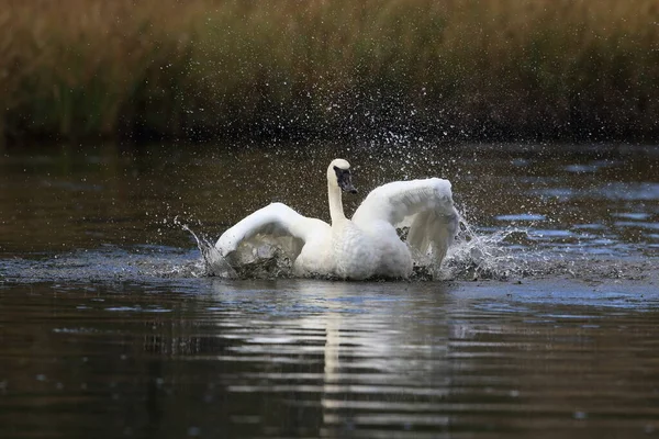 Cygne Trompette Cygnus Buccinator — Photo