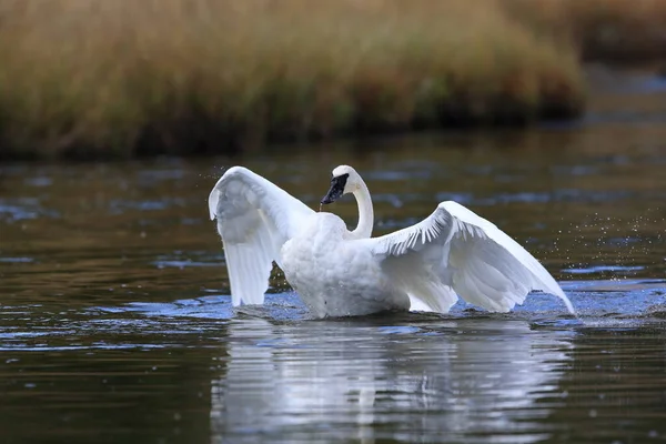 Trompeterschwan Cygnus Buccinator — Stockfoto