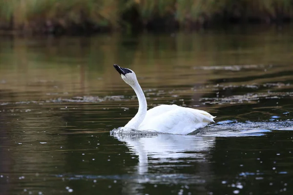 Cigno Trombettista Cygnus Buccinator — Foto Stock