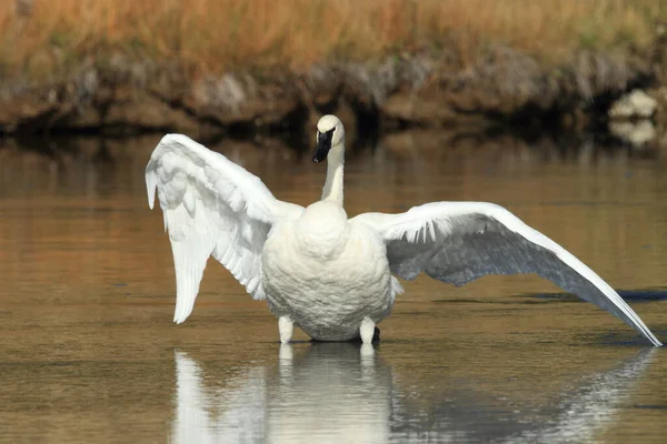 Cigno Trombettista Cygnus Buccinator — Foto Stock