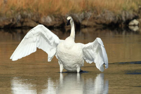 Cigno Trombettista Cygnus Buccinator — Foto Stock