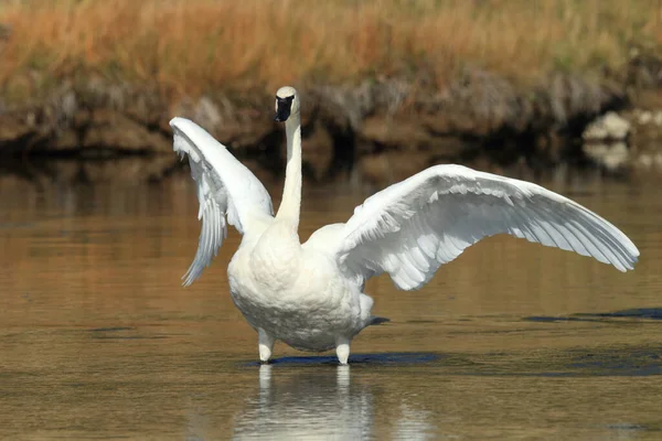 Cisne Trompetista Cygnus Buccinator —  Fotos de Stock