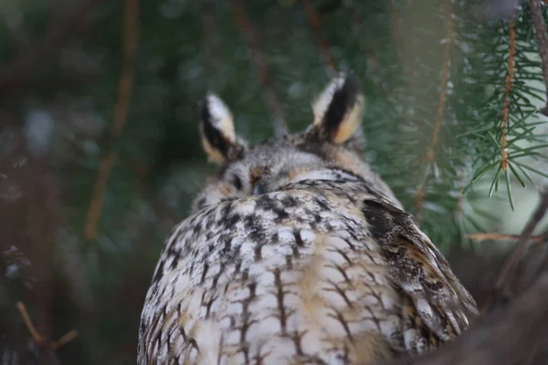 Long Eared Owl Asio Otus Germany — Stock Photo, Image