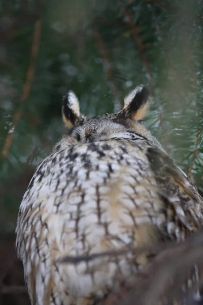 Long Eared Owl Asio Otus Germany — Stock Photo, Image
