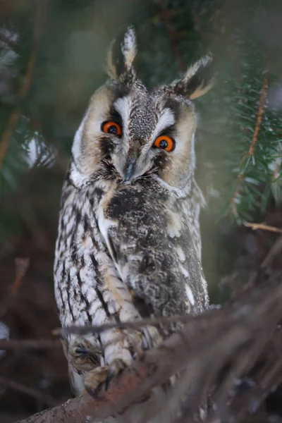 德国长耳朵猫头鹰 Asio Otus — 图库照片