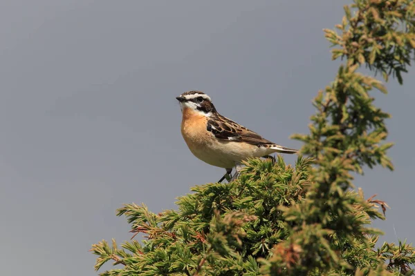 Whinchat Saxicola Rubetra Suecia — Foto de Stock