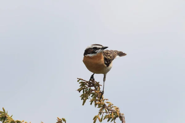 Whinchat Saxicola Rubetra Švédsko — Stock fotografie