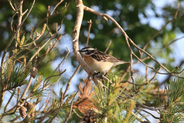 Whinchat Saxicola Rubetra — 图库照片