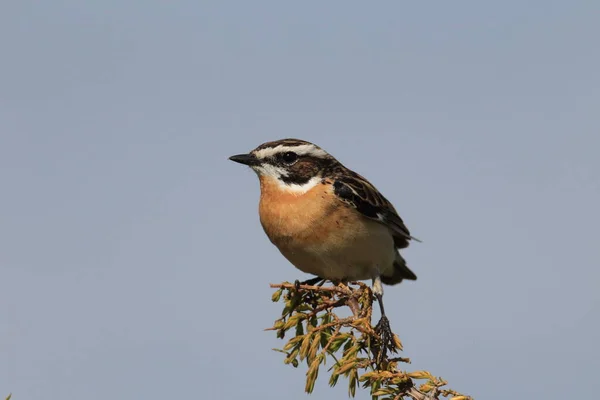 Whinchat Saxicola Rubetra Suecia —  Fotos de Stock