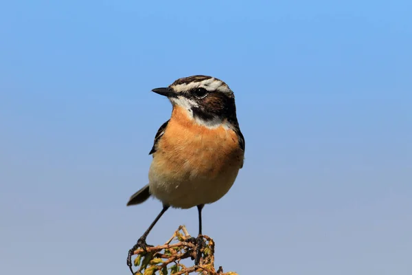 Whinchat Saxicola Rubetra เดน — ภาพถ่ายสต็อก