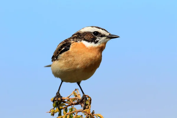 Whinchat Saxicola Rubetra Suécia — Fotografia de Stock