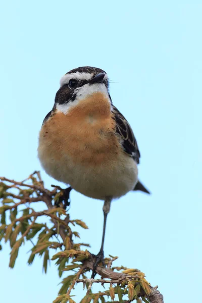 Whinchat Saxicola Rubetra 스웨덴 — 스톡 사진