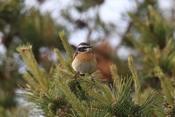 Whinchat Saxicola Rubetra Szwecja — Zdjęcie stockowe